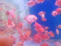 -印象·浅水湾(百乐门大厦店)