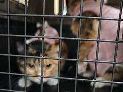 -中农大我爱我爱24h动物医院·中医针灸·猫专科·骨科医疗中心(双井店)
