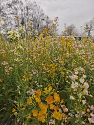 -DORA kids 朵拉儿童摄影花园店