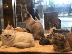 -more than meow吴止猫主题餐厅(承德 中船汇店)