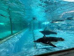 -帝企鹅自助餐厅•儿童岛•真企鹅(长隆企鹅酒店)