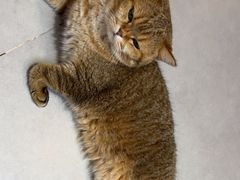 -Heymao猫咖.咖啡厅(东门店)