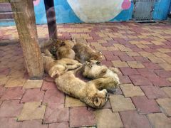 -大连森林动物园