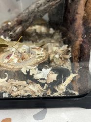 -Moni星球萌宠·小马宝莉·灵蛇·高端高阶全萌宠互动体验俱乐部(红豆国际广场店)
