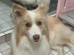 -奶牛家宠物酒店(嘉宏云顶店)