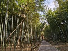 -同里国家湿地公园