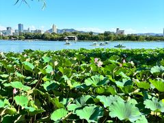 -济南大明湖景区