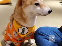 -逗柴咖啡屋·狗咖猫咖宠物桌游