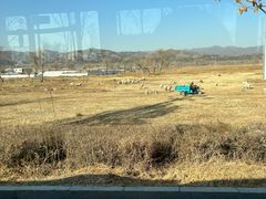 -敕勒川草原