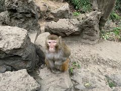 -黔灵山公园