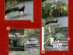-西双版纳原始森林公园