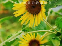 -贡湖湾湿地公园