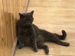 -猫色咖啡·猫咖