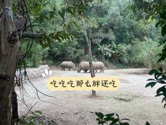 -普洱太阳河森林公园