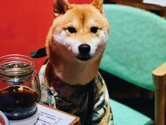 -猫色咖啡·猫咖