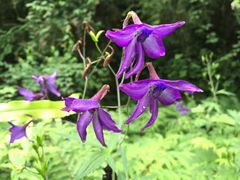 -西岭雪山大飞水景区