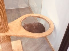 -猫咪博物馆(顶澳仔猫街店)