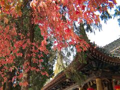 -兴教寺