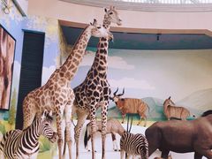 -陕西自然博物馆