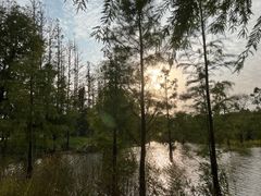 -上海长兴岛郊野公园