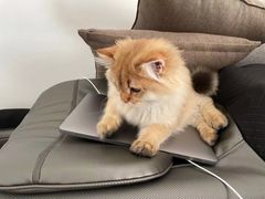 -猫大福·Fortune Cat猫舍(百子湾店)