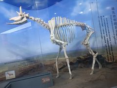 -国家自然博物馆