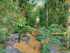 -光明小镇欢乐田园