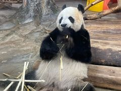 -海南热带野生动植物园