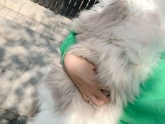 -1013 PET SHOP精品宠物商店(丁香店)