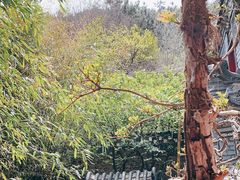 -老张烤羊(王哥庄店)