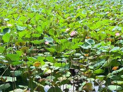 -荔湾湖公园