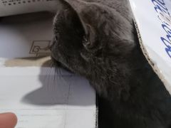 -康爱犬猫诊所·牙专科·骨外科·影像内科(丰宁店)