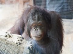 -杭州野生动物世界