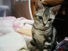 -袖虎·猫馆(体育西路店)