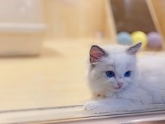 -momokira米努特·德文卷毛猫·棉花面纱犬