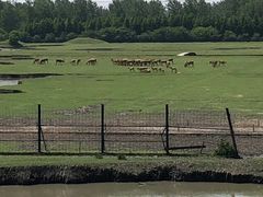 -溱湖国家湿地公园