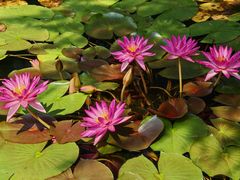 -国家植物园南园