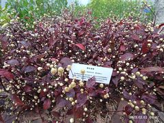 -中国科学院西双版纳热带植物园