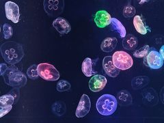-海合安成都极地海洋公园