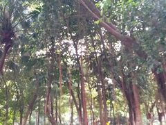 -同德公园