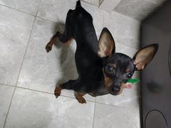 -宠颐生·恒爱宠物医院(静海店)