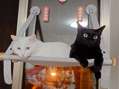 -美联众合动物医院·24h京西诊疗中心