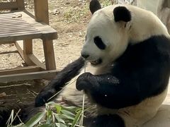 -栾川竹海野生动物园