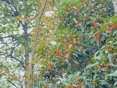 -上海佘山国家森林公园天马山园