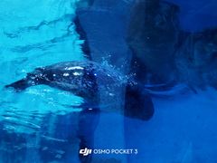 -海合安武汉极地海洋公园