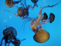 -太平洋海底世界