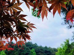 -铁山坪森林公园