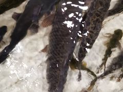 -铁锅炖灶台鱼老三炖鱼馆
