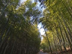 -苏州上方山国家森林公园