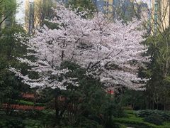 -羊山湖公园